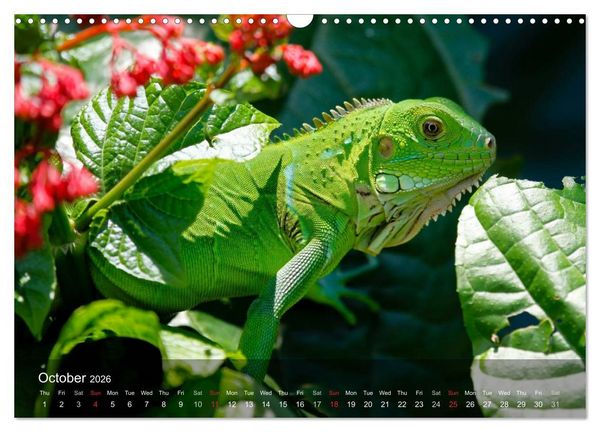 Produktbild: Reptiles Colorful beauties (Wall Calendar 2026 DIN A3 landscape), CALVENDO 12 Month Wall Calendar