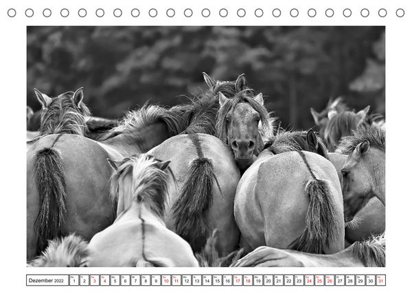 Produktbild: D&uuml;lmener Wildpferde im M&uuml;nsterland in schwarz und wei&szlig; (Tischkalender 2022 DIN A5 quer)