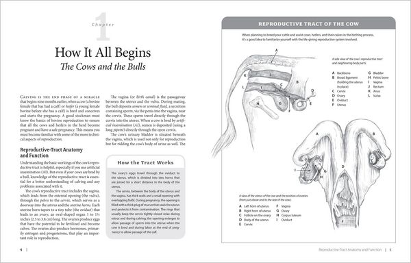 Produktbild: Essential Guide to Calving