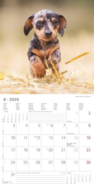 Produktbild: Welpen 2026 - Broschürenkalender 30x30 cm (30x60 geöffnet) - Kalender mit Platz für Notizen - Puppies - Hundekalender - Bildkalender - Wandkalender