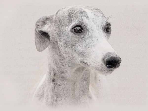 Produktbild: CALVENDO Puzzle Ein Bild aus dem Kalender Whippets 2017 | 1000 Teile Lege-Gr&ouml;&szlig;e 64x48cm Foto-Puzzle f&uuml;r gl&uuml;ckliche Stunden