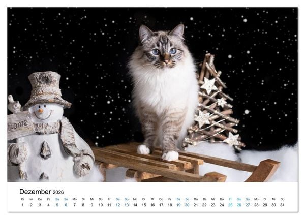 Produktbild: Heilige Birma Katzen - Eine Rasse mit traumhaft blauen Augen. (Tischkalender 2026 DIN A5 quer), CALVENDO Monatskalender