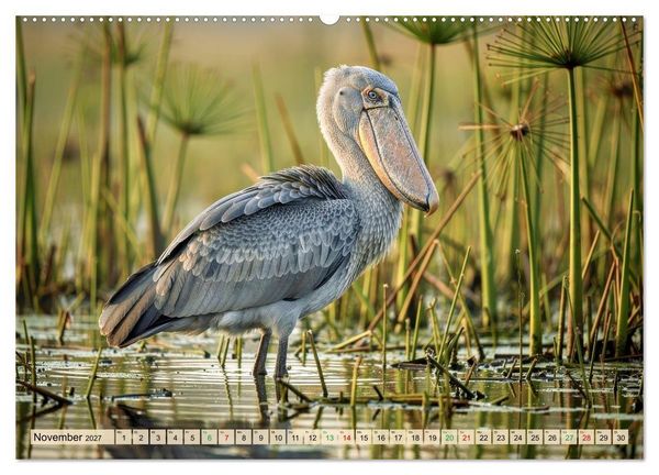 Produktbild: Schuhschnabel Vogel (Wandkalender 2027 DIN A2 quer), CALVENDO Monatskalender