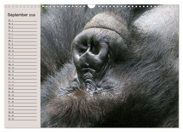 Produktbild: Berggorillas - die sanften Riesen (Wandkalender 2026 DIN A3 quer), CALVENDO Monatskalender