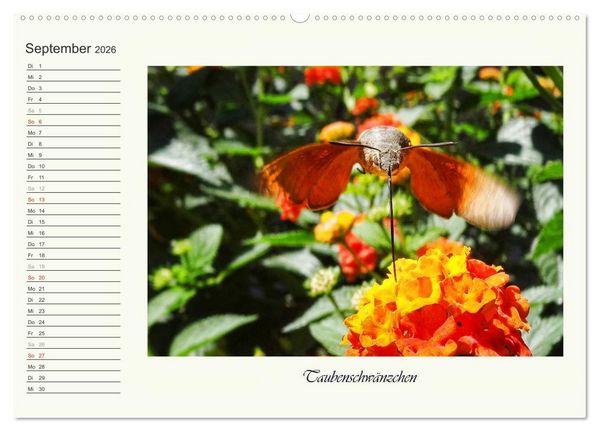 Produktbild: Blaue Holzbiene &ndash; Hummel &ndash; und Taubenschw&auml;nzchen. (hochwertiger Premium Wandkalender 2026 DIN A2 quer), Kunstdruck in Hochglanz