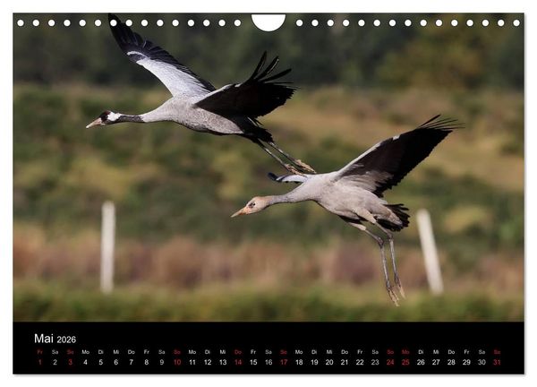 Produktbild: Kraniche (Wandkalender 2026 DIN A4 quer), CALVENDO Monatskalender