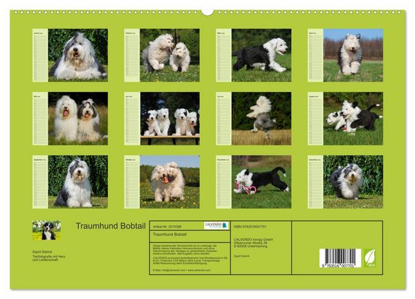 Produktbild: Traumhund Bobtail (hochwertiger Premium Wandkalender 2026 DIN A2 quer), Kunstdruck in Hochglanz