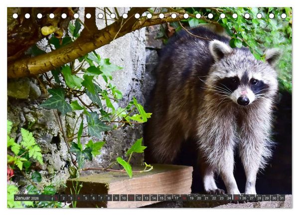 Produktbild: Besuch vom Waschb&auml;r (Tischkalender 2026 DIN A5 quer), CALVENDO Monatskalender