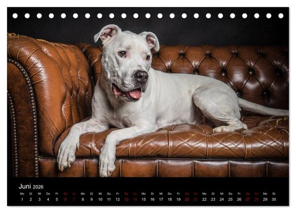 Produktbild: DOGO ARGENTINO (Tischkalender 2026 DIN A5 quer), CALVENDO Monatskalender