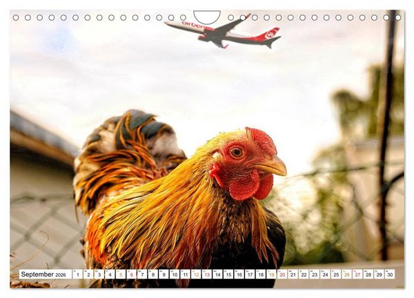 Produktbild: Stadth&uuml;hner (Wandkalender 2026 DIN A4 quer), CALVENDO Monatskalender