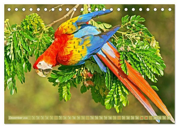 Produktbild: Papageien: Farbenpracht im Flug (Tischkalender 2026 DIN A5 quer), CALVENDO Monatskalender