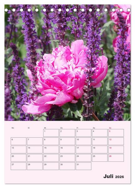 Produktbild: Pfingstrosen Rosen ohne Dornen (Tischkalender 2026 DIN A5 hoch), CALVENDO Monatskalender