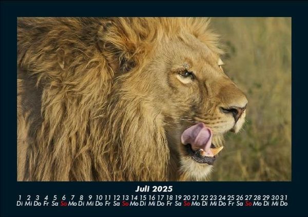 Produktbild: L&ouml;wen in der Wildnis 2025 Fotokalender DIN A5