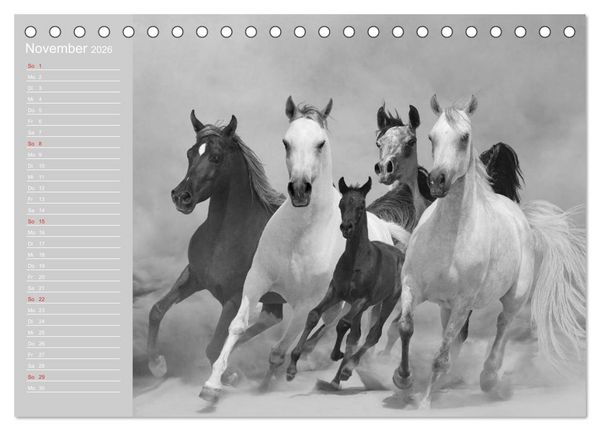 Produktbild: Arabische Pferde (Tischkalender 2026 DIN A5 quer), CALVENDO Monatskalender