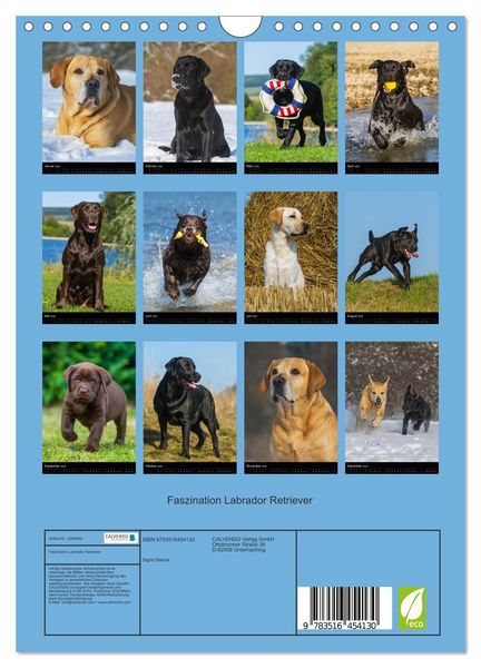 Produktbild: Faszination Labrador Retriever (Wandkalender 2026 DIN A4 hoch), CALVENDO Monatskalender