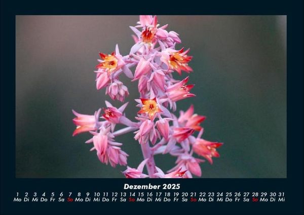 Produktbild: Blumentr&auml;ume 2025 Fotokalender DIN A4
