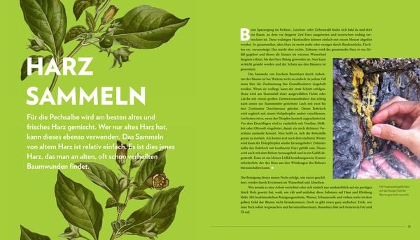 Produktbild: Die sanfte Medizin der Bäume