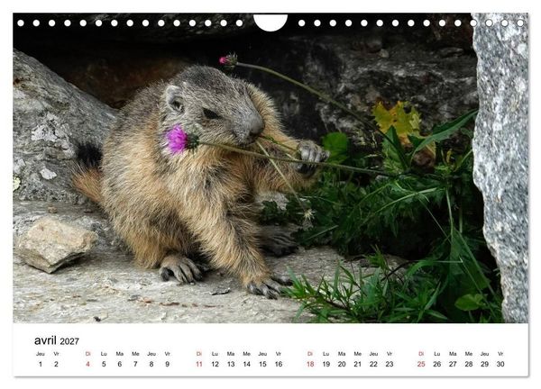 Produktbild: Le monde des marmottes en Haute Maurienne (Calendrier mural 2027 DIN A4 vertical), CALVENDO calendrier mensuel