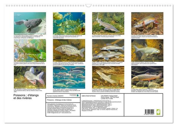 Produktbild: Poissons : d'&eacute;tangs et des rivi&egrave;res (Calendrier mural 2027 DIN A2 vertical), CALVENDO calendrier mensuel