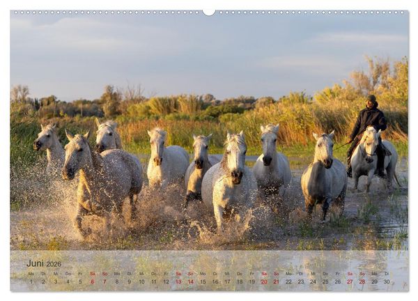 Produktbild: Die wei&szlig;en Pferde der Camargue (hochwertiger Premium Wandkalender 2026 DIN A2 quer), Kunstdruck in Hochglanz