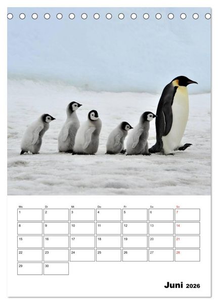 Produktbild: Pinguine. Familiengl&uuml;ck im Eis (Tischkalender 2026 DIN A5 hoch), CALVENDO Monatskalender