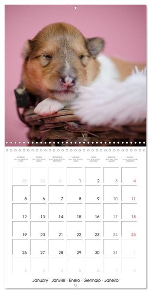 Produktbild: Lovely Collie 2026 (Wall Calendar 2026 12 &times; 12 Inch) CALVENDO 12 Month Wall Calendar