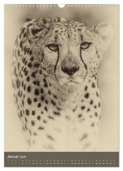 Produktbild: Afrikas Tierwelt - Sepia-Art (Wandkalender 2026 DIN A3 hoch), CALVENDO Monatskalender