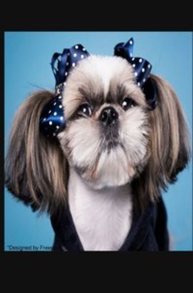 Notizbücher / Süßes Hunde Notizbuch Businessplaner Geschenkidee für Mann Frau und Kind, Taschenbuch von Notizbuch Health, Epubli, 9783752938487