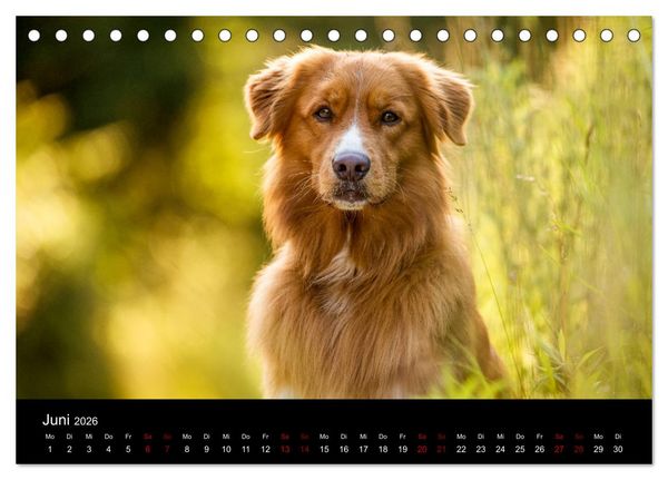 Produktbild: Toller - Nova Scotia Duck Tolling Retriever (Tischkalender 2026 DIN A5 quer), CALVENDO Monatskalender