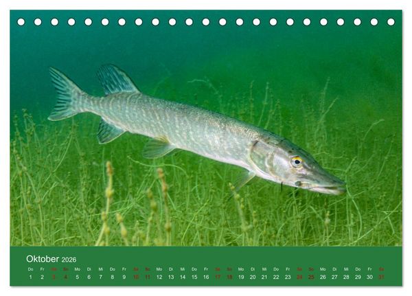 Produktbild: Faszination S&uuml;sswasser (Tischkalender 2026 DIN A5 quer), CALVENDO Monatskalender