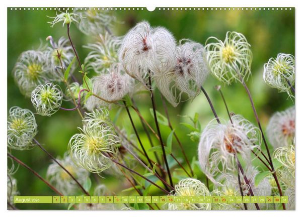 Produktbild: Natur, die bezaubert (Wandkalender 2026 DIN A2 quer), CALVENDO Monatskalender