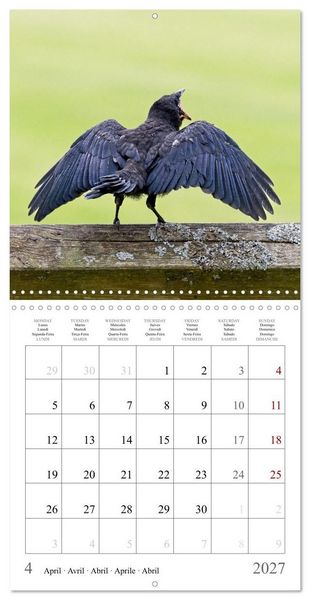 Produktbild: Crow Babies - Black, cute & always hungry (Wall Calendar 2027 12 &times; 12 Inch) CALVENDO 12 Month Wall Calendar