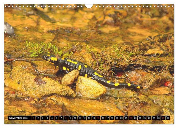 Produktbild: Im Revier der Salamander (Wandkalender 2026 DIN A3 quer), CALVENDO Monatskalender