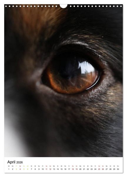 Produktbild: Australian Shepherd - Beste Freunde (Wandkalender 2026 DIN A3 hoch), CALVENDO Monatskalender