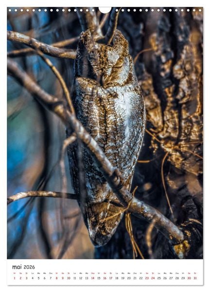 Produktbild: Une vie de hibou les oiseaux (Calendrier mural 2026 DIN A3 horizontal), CALVENDO calendrier mensuel