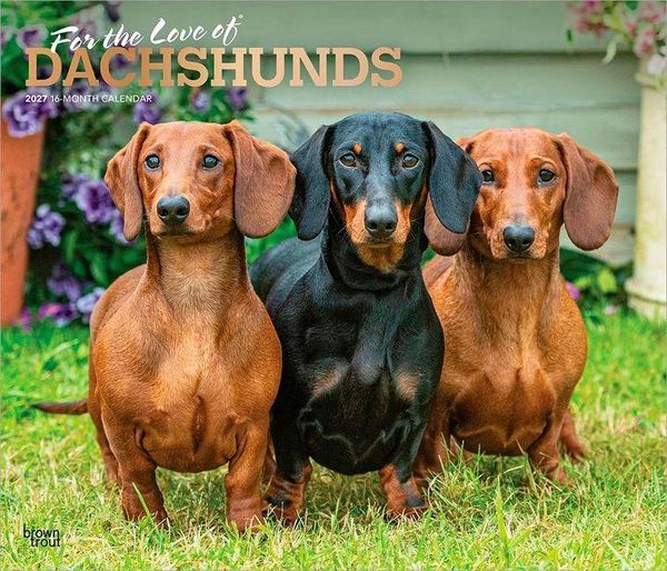 Produktbild: For the Love of Dachshunds 2027 14 X 24 Inch (Hanging) Monthly Deluxe Wall Calendar Foil Stamped Cover Plastic-Free