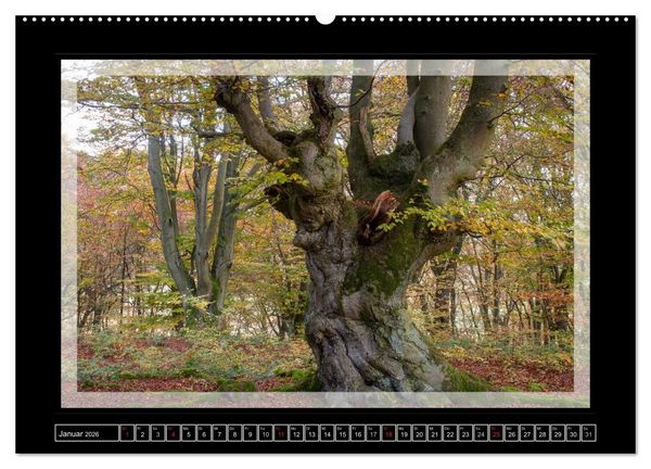 Produktbild: Zauberwald HALLOH (Wandkalender 2026 DIN A2 quer), CALVENDO Monatskalender