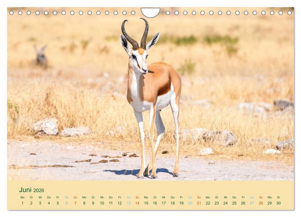 Produktbild: Antilopen, sch&ouml;n und schnell (Wandkalender 2026 DIN A4 quer), CALVENDO Monatskalender