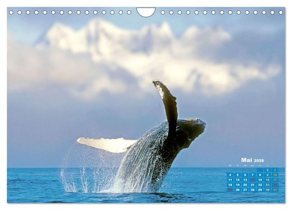 Produktbild: Buckelwale: Aus den blauen Tiefen der Ozeane (Wandkalender 2026 DIN A4 quer), CALVENDO Monatskalender