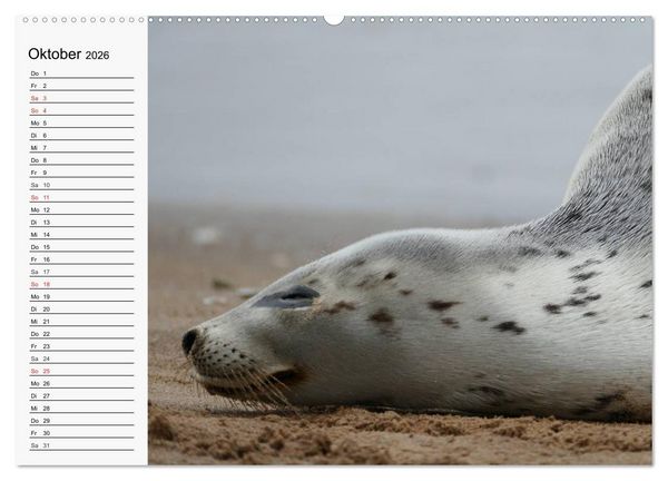 Produktbild: Seehunde und Otter. Putzige Gesellen, perfekte Schwimmer (Wandkalender 2026 DIN A2 quer), CALVENDO Monatskalender