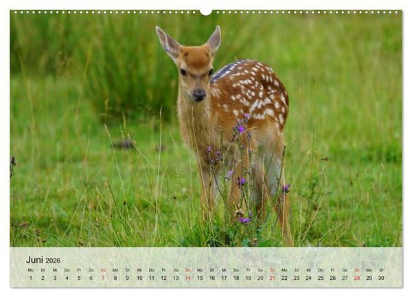 Produktbild: Rotwild. Edle Hirsche, stolze K&uuml;he (Wandkalender 2026 DIN A2 quer), CALVENDO Monatskalender