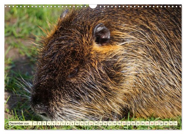 Produktbild: Nutrias Pei&szlig;nitzinsel Halle Saale (Wandkalender 2026 DIN A3 quer), CALVENDO Monatskalender