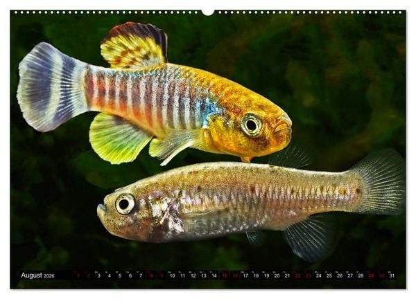Produktbild: Outdoor-Aquaristik (hochwertiger Premium Wandkalender 2026 DIN A2 quer), Kunstdruck in Hochglanz