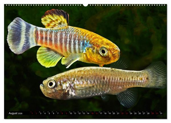 Produktbild: Outdoor-Aquaristik (Wandkalender 2026 DIN A2 quer), CALVENDO Monatskalender