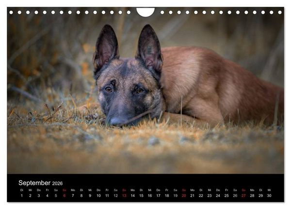 Produktbild: Belgischer Sch&auml;ferhund - Der Malinois (Wandkalender 2026 DIN A4 quer), CALVENDO Monatskalender