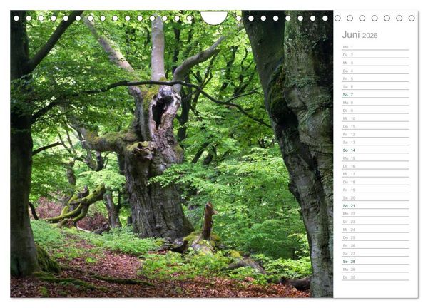 Produktbild: Im Deutschen Wald 2026 - ein Notizkalender (Wandkalender 2026 DIN A4 quer), CALVENDO Monatskalender