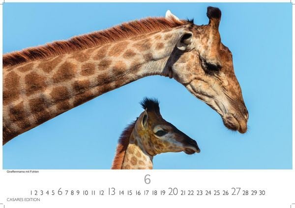 Produktbild: Wilde Tiere Afrikas Kalender 2027 &ndash; Wandkalender | Fotokalender Afrika 35x50cm | Naturfotografie | Tierkalender Afrika | Geschenk f&uuml;r Naturliebhaber