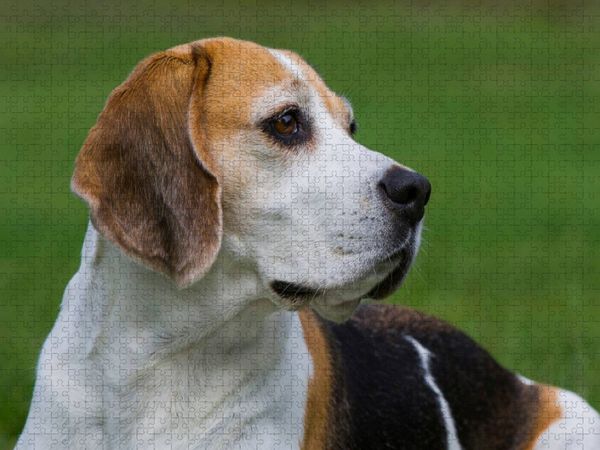 Produktbild: CALVENDO Puzzle Beagle Portr&auml;t | 1000 Teile Lege-Gr&ouml;&szlig;e 64x48cm Foto-Puzzle f&uuml;r gl&uuml;ckliche Stunden