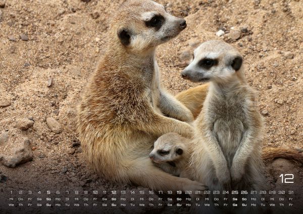 Produktbild: Erdm&auml;nnchen &ndash; Kleine W&auml;chter, gro&szlig;e Abenteuer! - 2027 - Kalender DIN A2