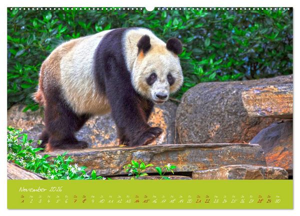 Produktbild: Der Gro&szlig;e Panda Ein kuscheliger Geselle (hochwertiger Premium Wandkalender 2026 DIN A2 quer), Kunstdruck in Hochglanz